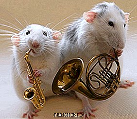 الحيوانات والموسيقى: تأثير الموسيقى على الحيوانات ، الحيوانات في الأذن الموسيقية