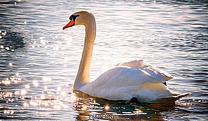 F. Schubert "Swan Song": history, content, interesting facts