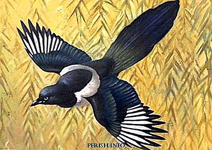 Opera "The Thieving Magpie": content, video, interesting facts, history